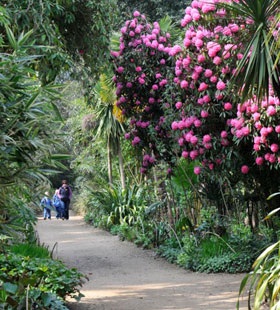 abbotsbury subtropical gardens 1