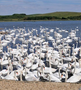 abbotsbury swannery 1