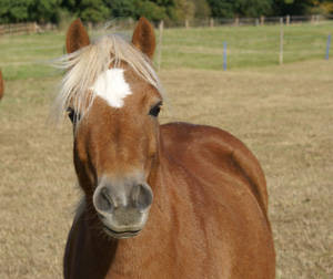 ada cole rescue centre 1