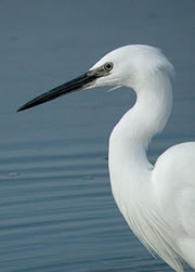 adur estuary nature reserve 1