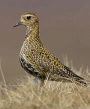 airds moss nature reserve 1