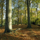 alderley edge 1
