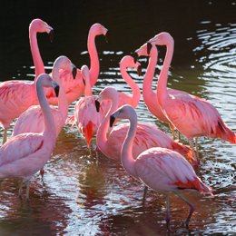 amazona zoo 1