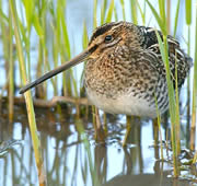 amberley wildbrooks nature reserve 1