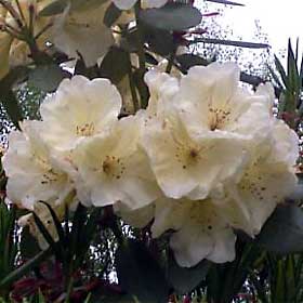 angus garden 1