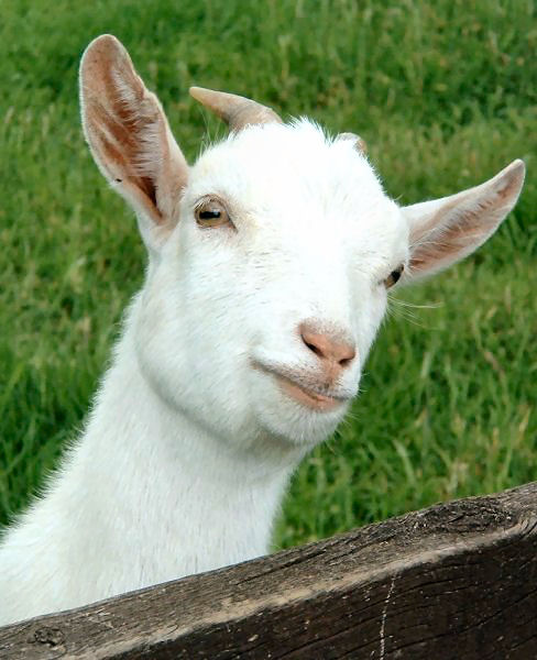 animal ark park farm 1