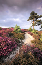 arne nature reserve 1