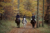ashridge estate 1
