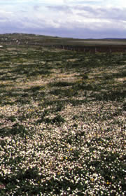 balranald nature reserve 1
