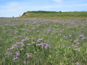 barnabys sands and burrows marsh 1