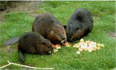 beaver water world 1