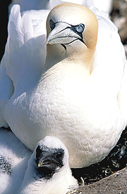 bempton cliffs nature reserve 1