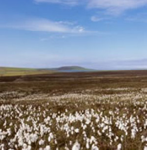 birsay moors nature reserve 1