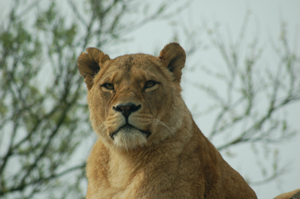 blackpool zoo 1