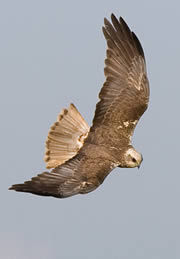 blacktoft sands nature reserve 1