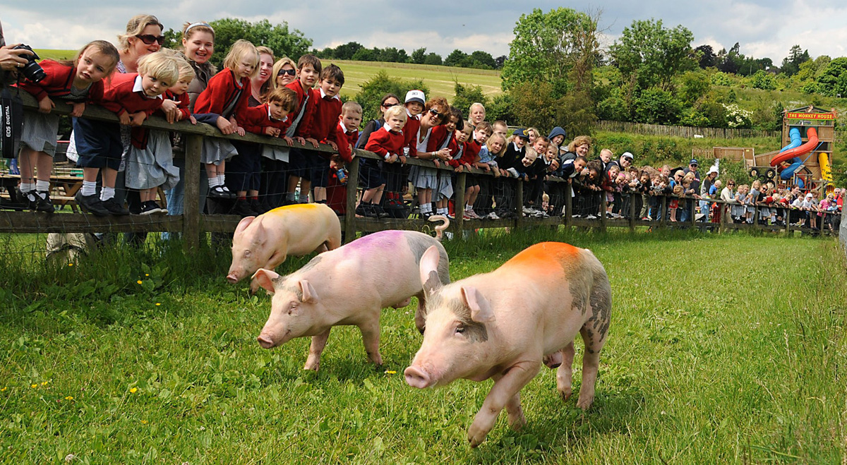 bocketts farm park 1