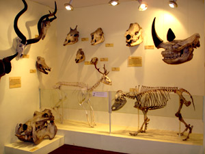 booth museum of natural history 1
