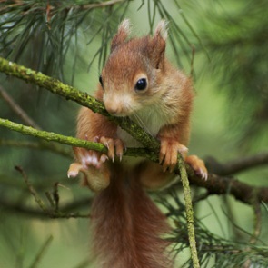 british wildlife centre 1
