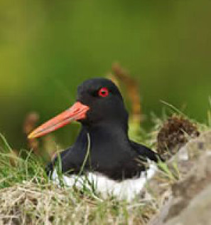 brodgar nature reserve 1
