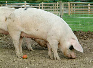 broomey croft childrens farm 1