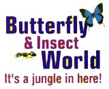 butterfly and insect world 1