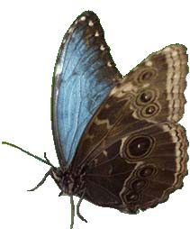 butterfly farm 1