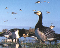 caerlaverock wetland centre 1