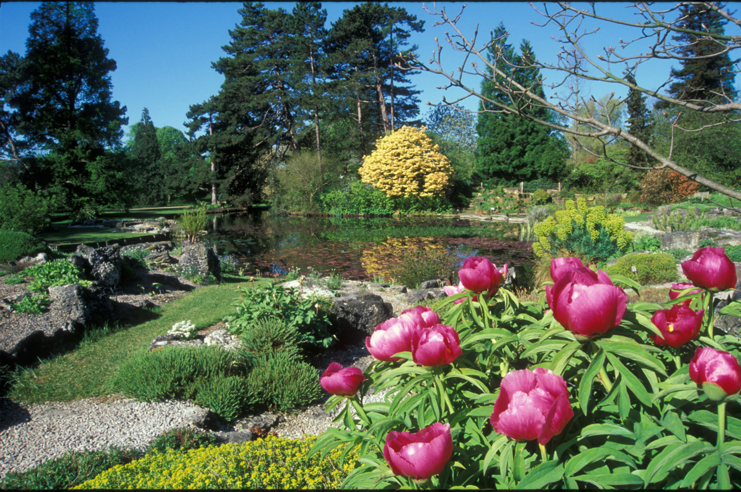 cambridge university botanic garden 1