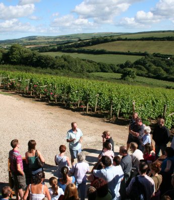 camel valley vineyard 1