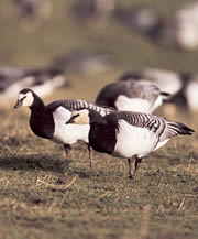 campfield marsh nature reserve 1