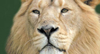 chester zoo 1