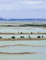 cliffe pools nature reserve 1