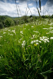 coombes and churnet nature reserve 1