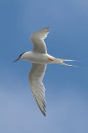 coquet island nature reserve 1
