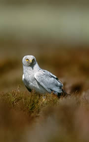 cottascarth and rendall moss nature reserve 1