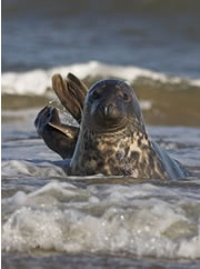 culbin sands nature reserve 1