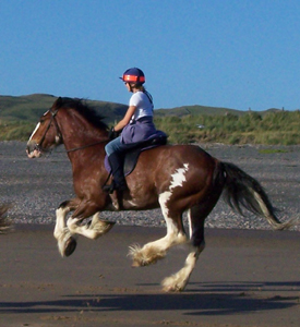 cumbrian heavy horses 1