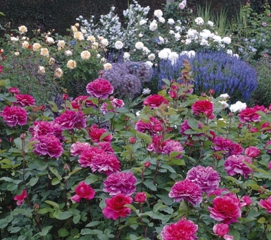 david austins rose gardens 1