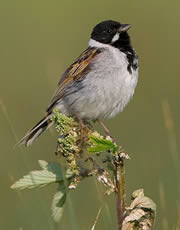 dearne valley bolton ings nature reserve 1