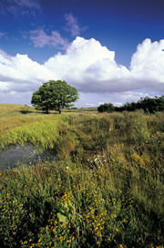 dearne valley old moor nature reserve 1