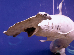 dinosaurland fossil museum 1