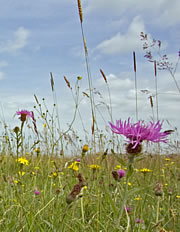drimore farm nature reserve 1