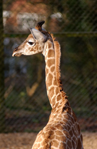 dudley castle and zoological gardens 1