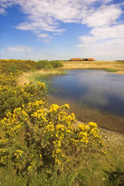 dungeness nature reserve 1
