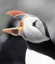 dunnet head nature reserve 1