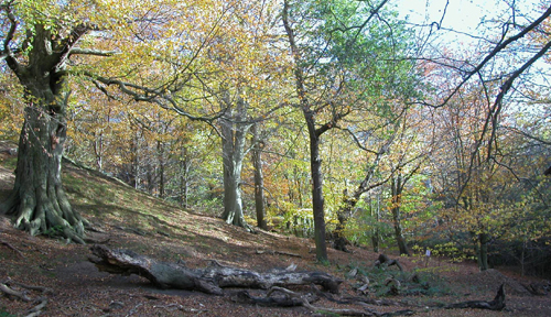 durham university botanic garden 1