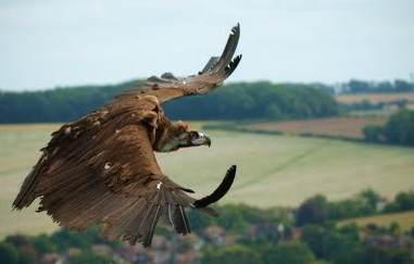 eagle heights wildlife park 1