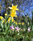 emmetts garden 1