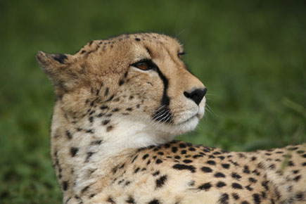 exmoor zoo park 1