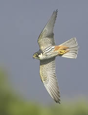 fen drayton lakes nature reserve 1